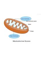 Ap Biology Unit 2 Cell function