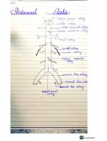 Interior of heart and atrial supply to body