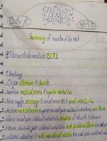 The main 3 neck muscles with METs