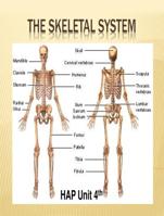 The skeletal system in human body